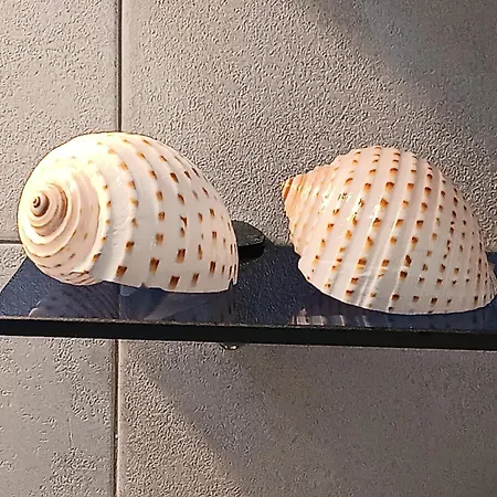 Anna Βίλα Σκαλιά